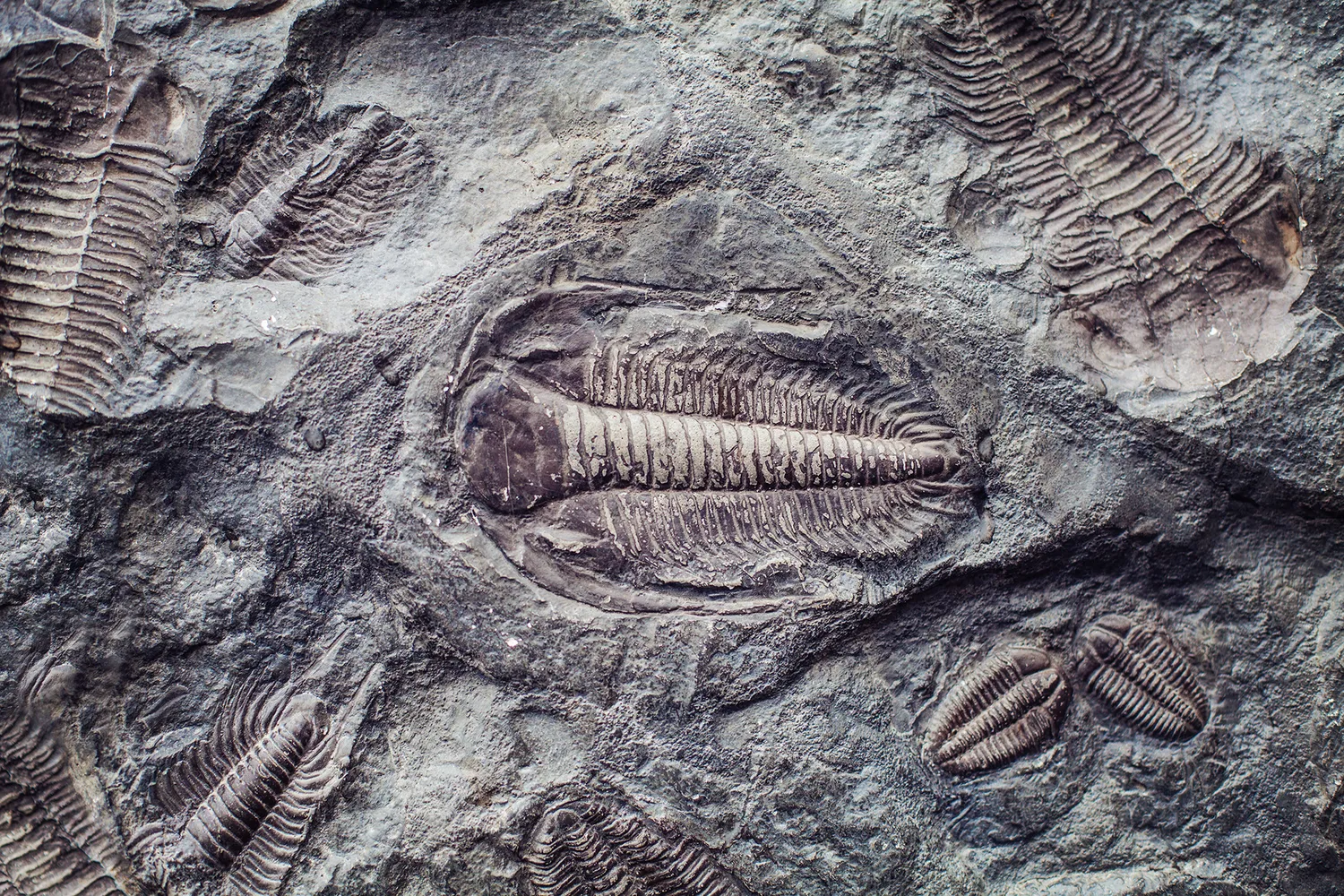 imprint-ancient-trilobites-stone-trilobites-fossil-group-extinct-marine-arachnomorph-arthropods-class-trilobita