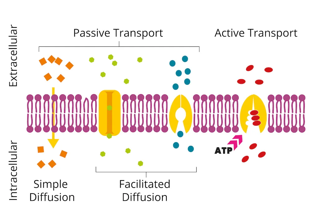 cell_transport