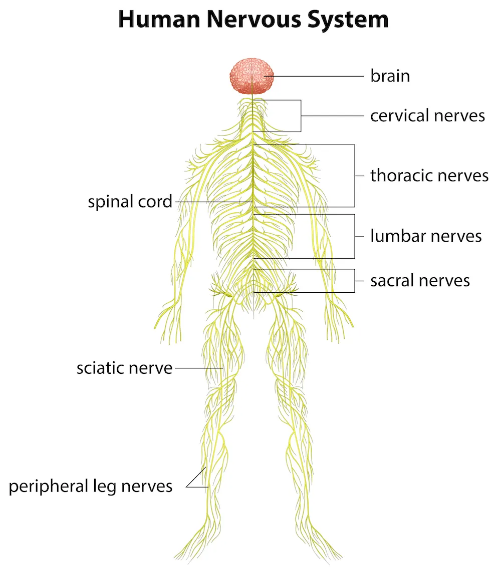 Human-Nervous-System