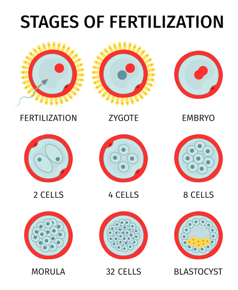 STAGES-OF-FERTILIZATION