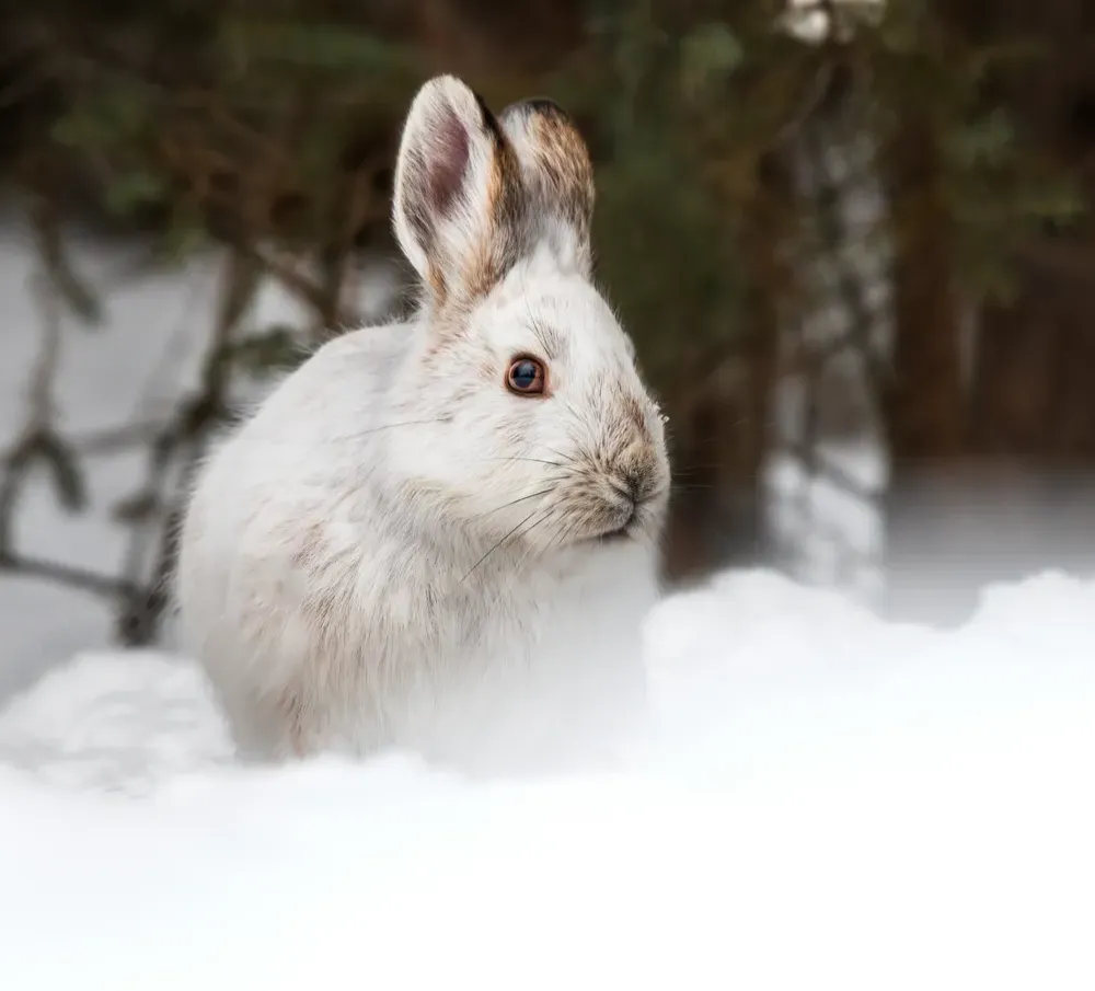 Snowshoe hare (52869234367)