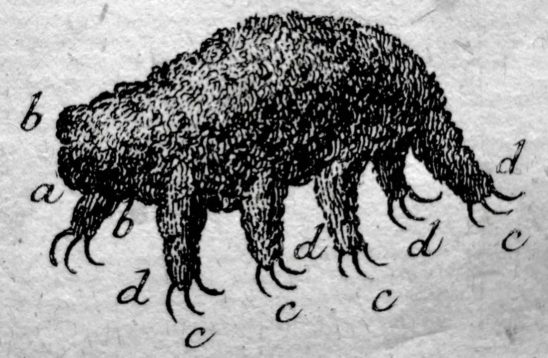 First Recorded Image of Tardigrade