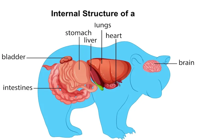 Internal-structure-bear