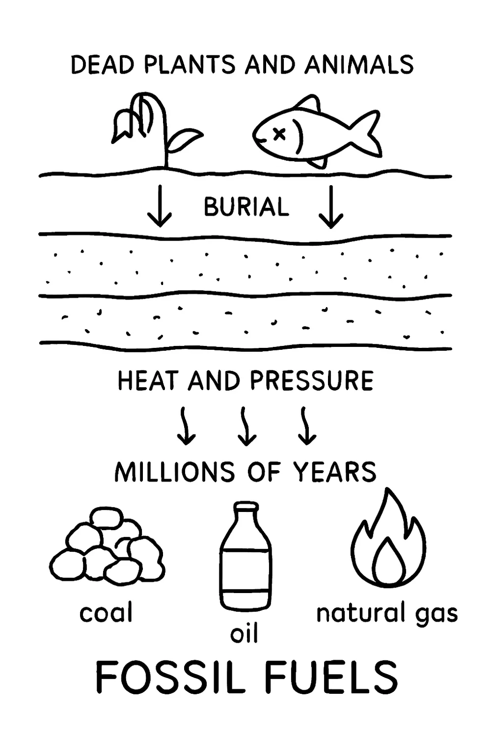 Dead plants buried under layers form coal, oil, and gas.