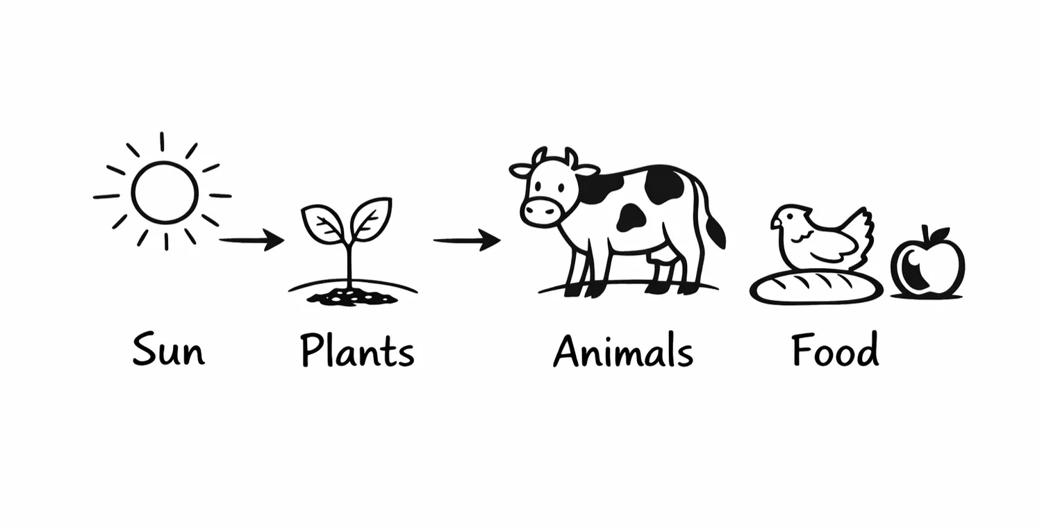 Where Does Our Energy Come From