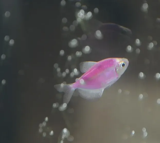 fish, aquarium, pink fish, fish in the water, home decor, undersea world, water, nature, fish, pink fish, pink fish, pink fish, pink fish, pink fish