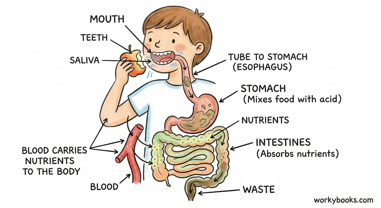 Human digestion diagram.
