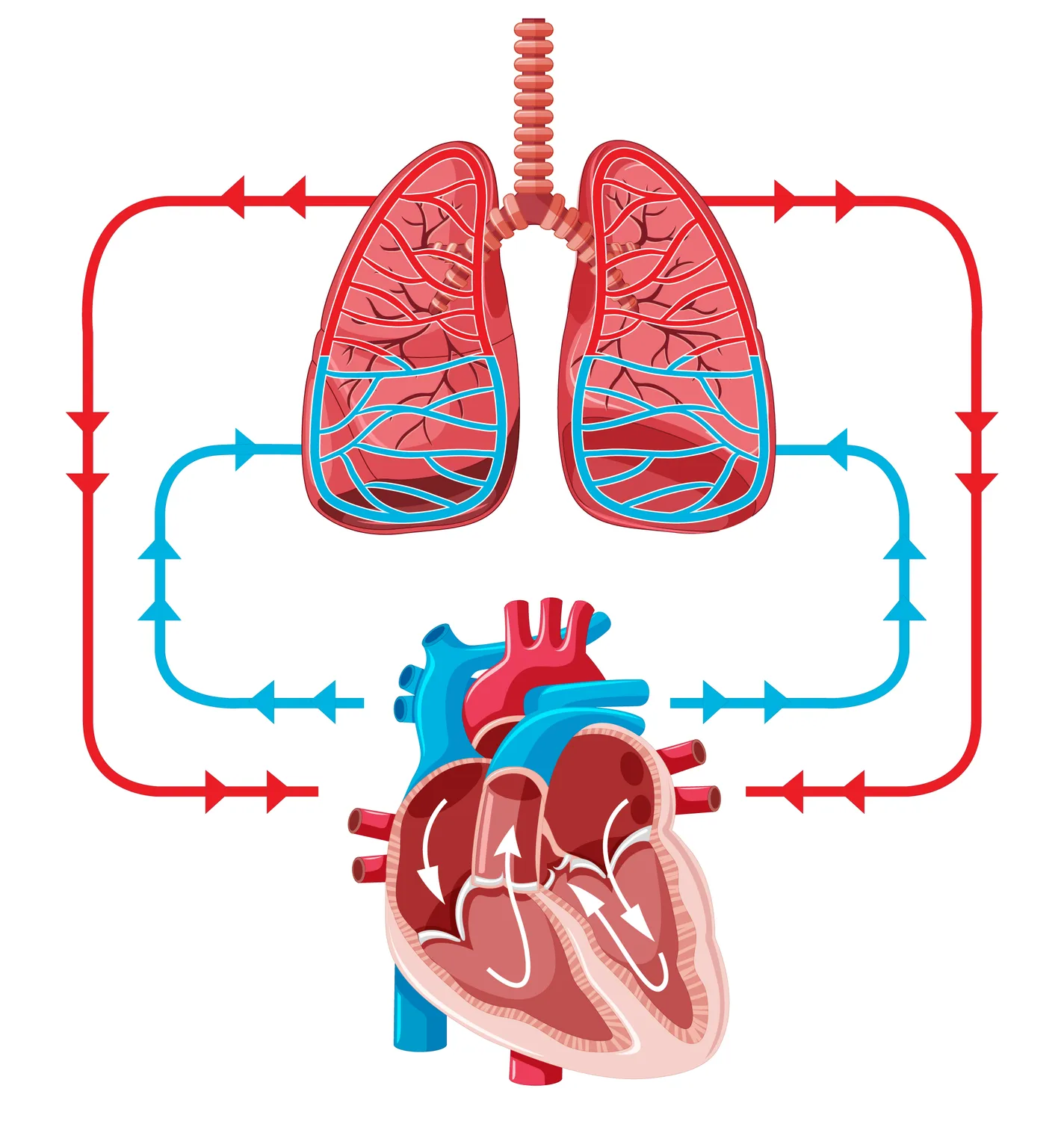 Diagram showing the heart pumping oxygen-rich and oxygen-poor blood through lungs.