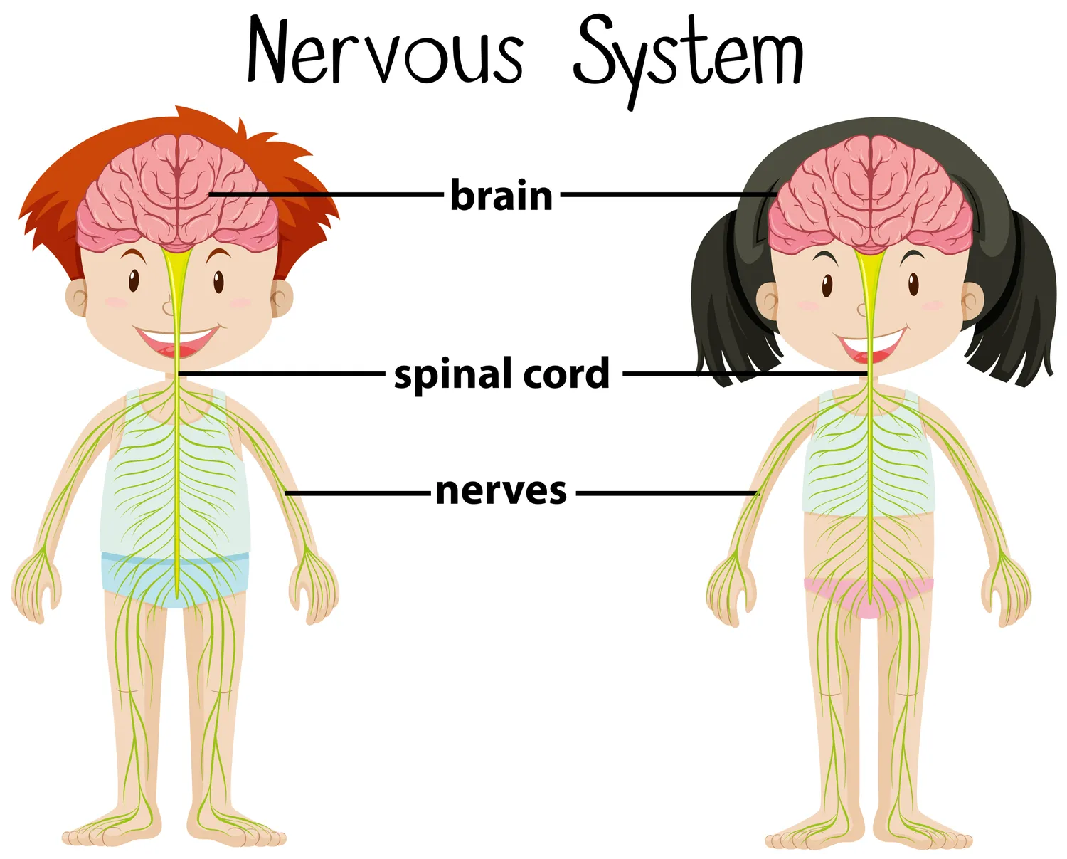 Labeled nervous system diagram.