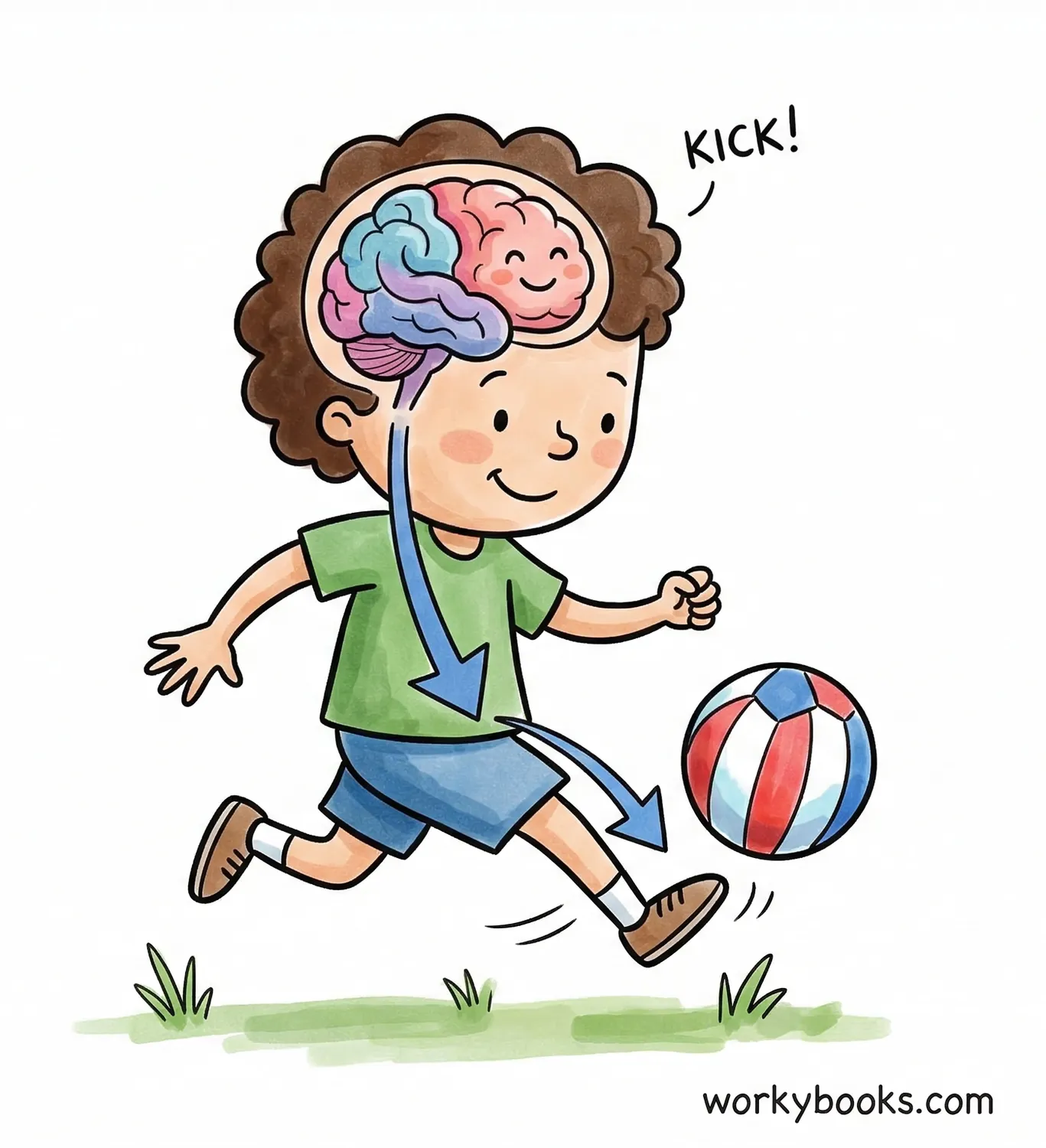 Brain sends signals to a child's leg to kick a ball.