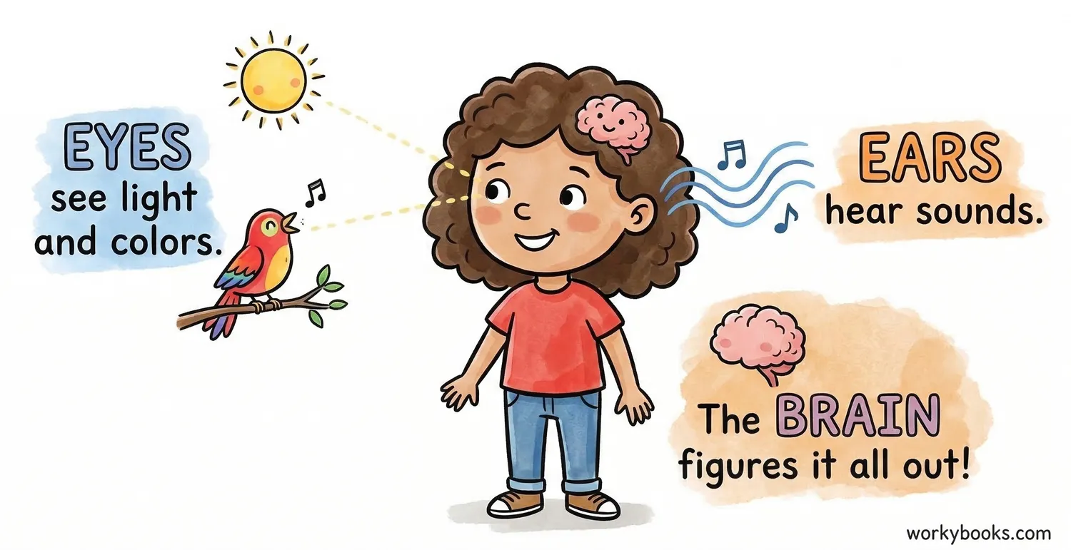 Illustration of a girl showing how eyes, ears, and brain process sensory information.