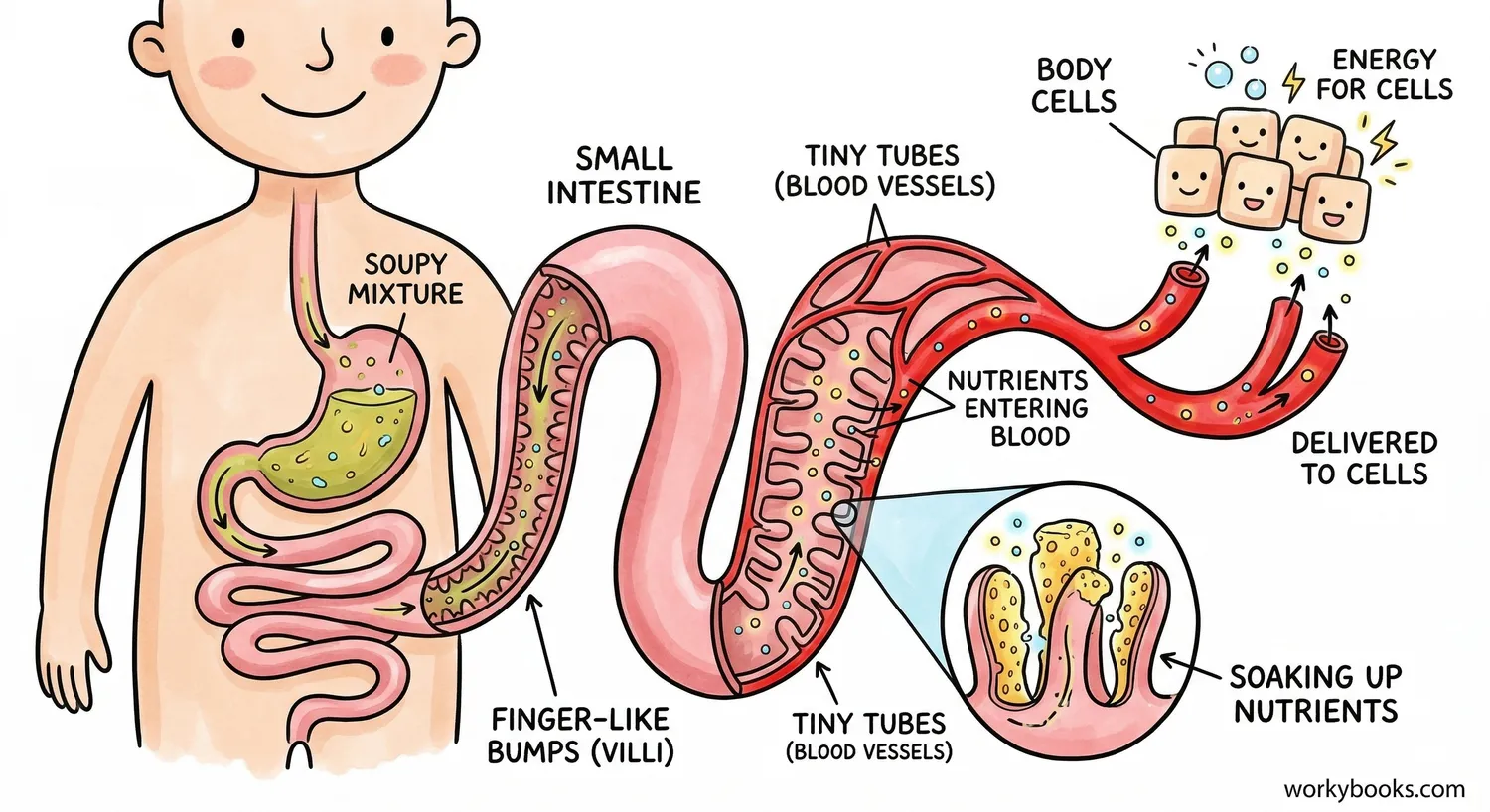 Diagram showing small intestine absorbing nutrients to power the body's cells.