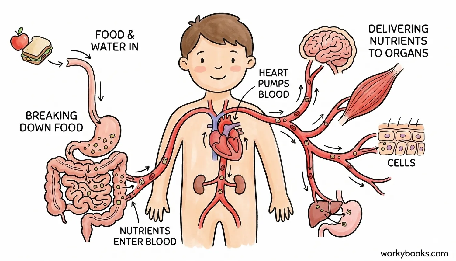 Illustration of digestive and circulatory systems delivering nutrients to body organs.