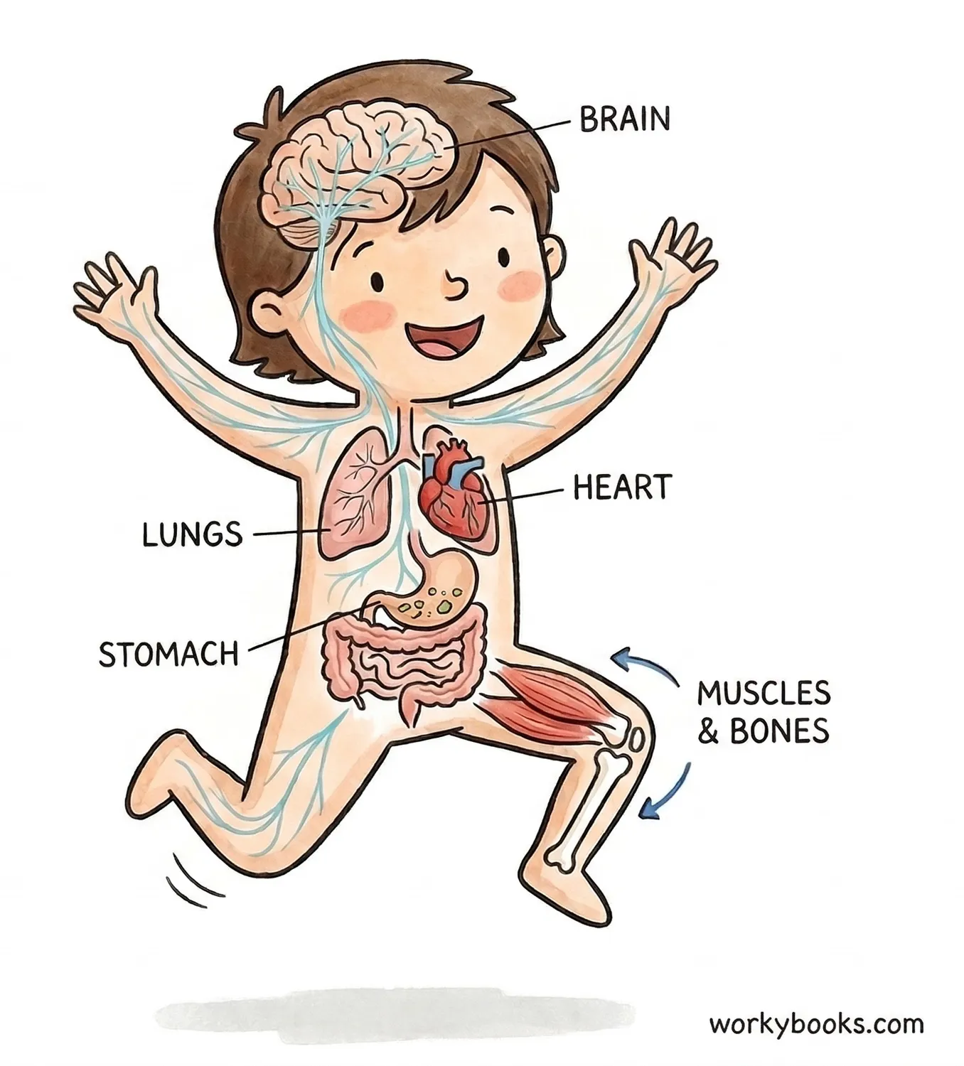 Child diagram showing how major body systems connect and work together.