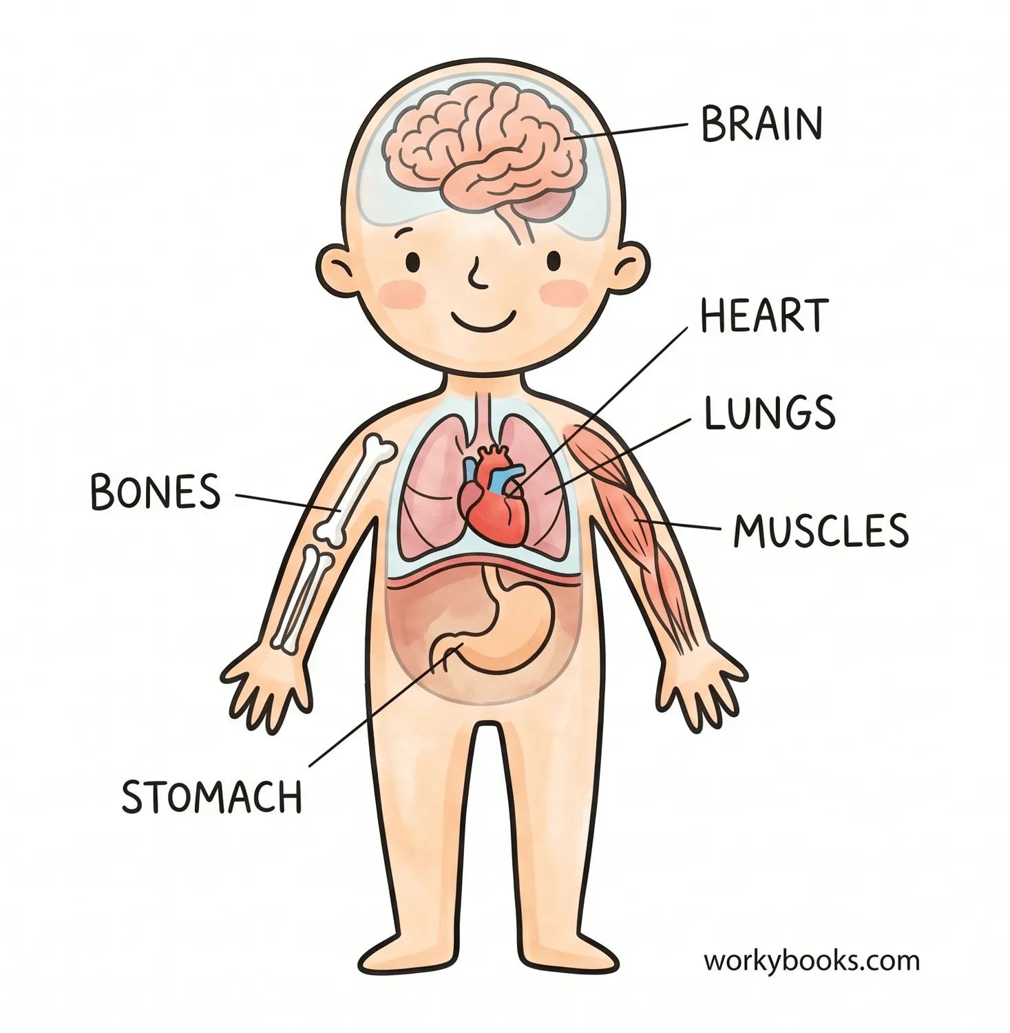 Visual representation of human anatomy with major body parts labeled
