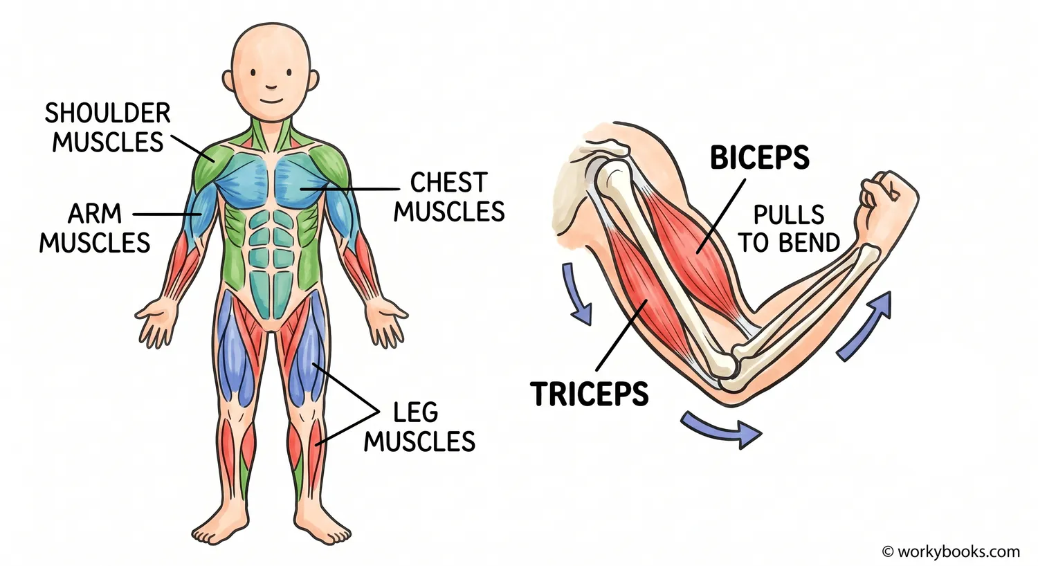 Diagram of major muscles in the human body