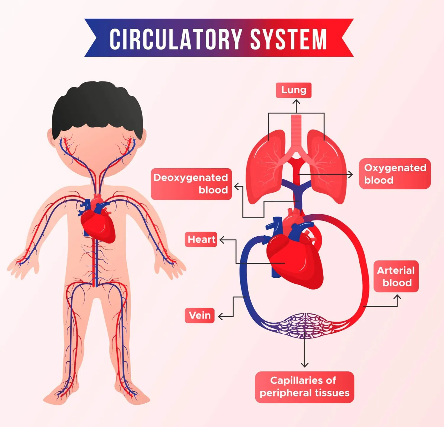 Diagram showing heart, arteries, and veins