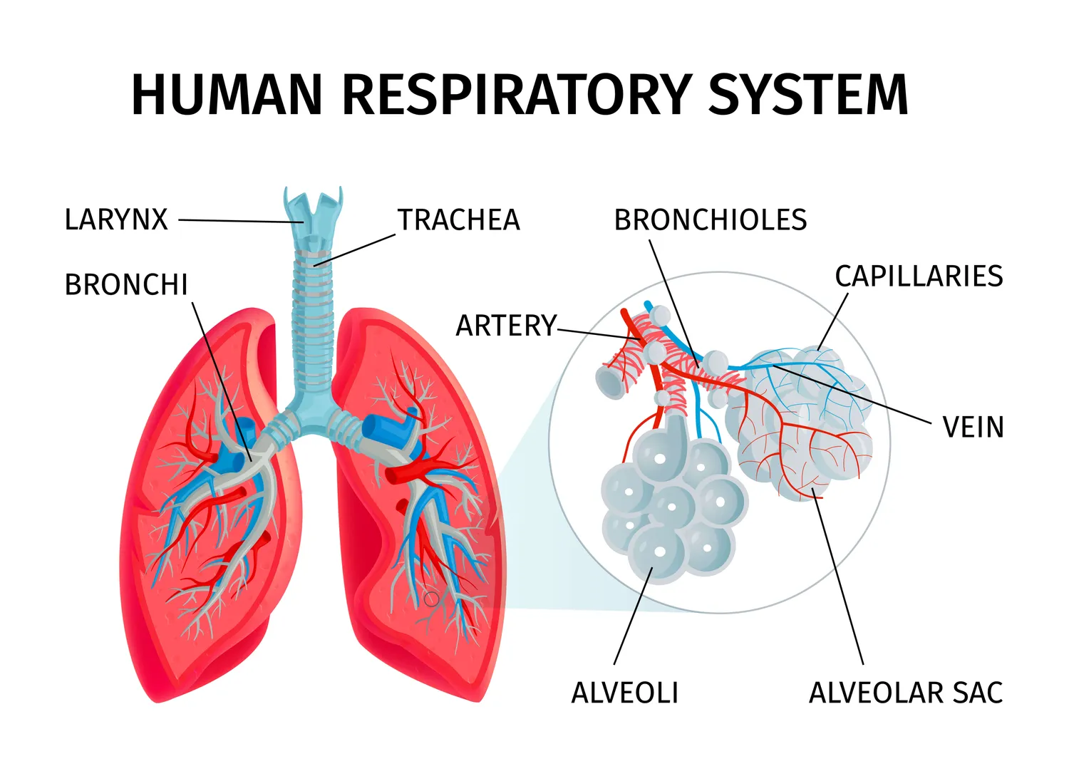 Diagram showing lungs, trachea, and diaphragm