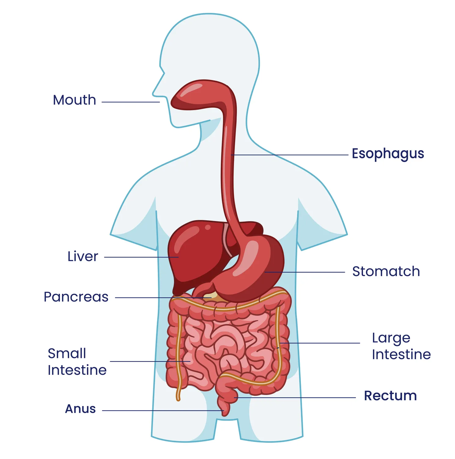 Diagram showing the digestive tract from mouth to anus