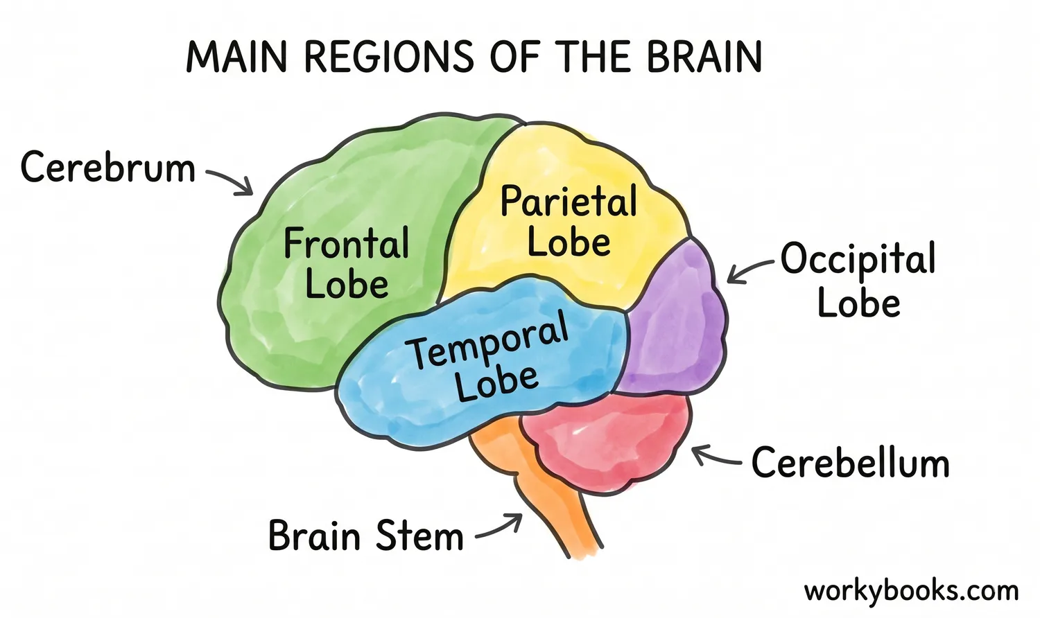  Different parts of the brain have special jobs