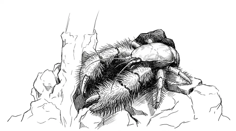 Yeti-crab