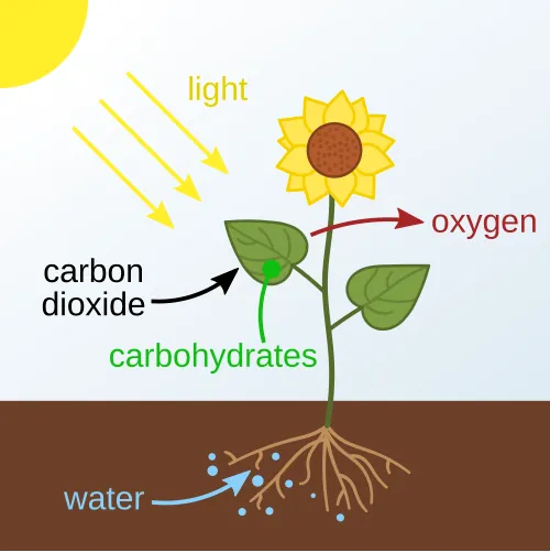 Photosynthesis_en.svg
