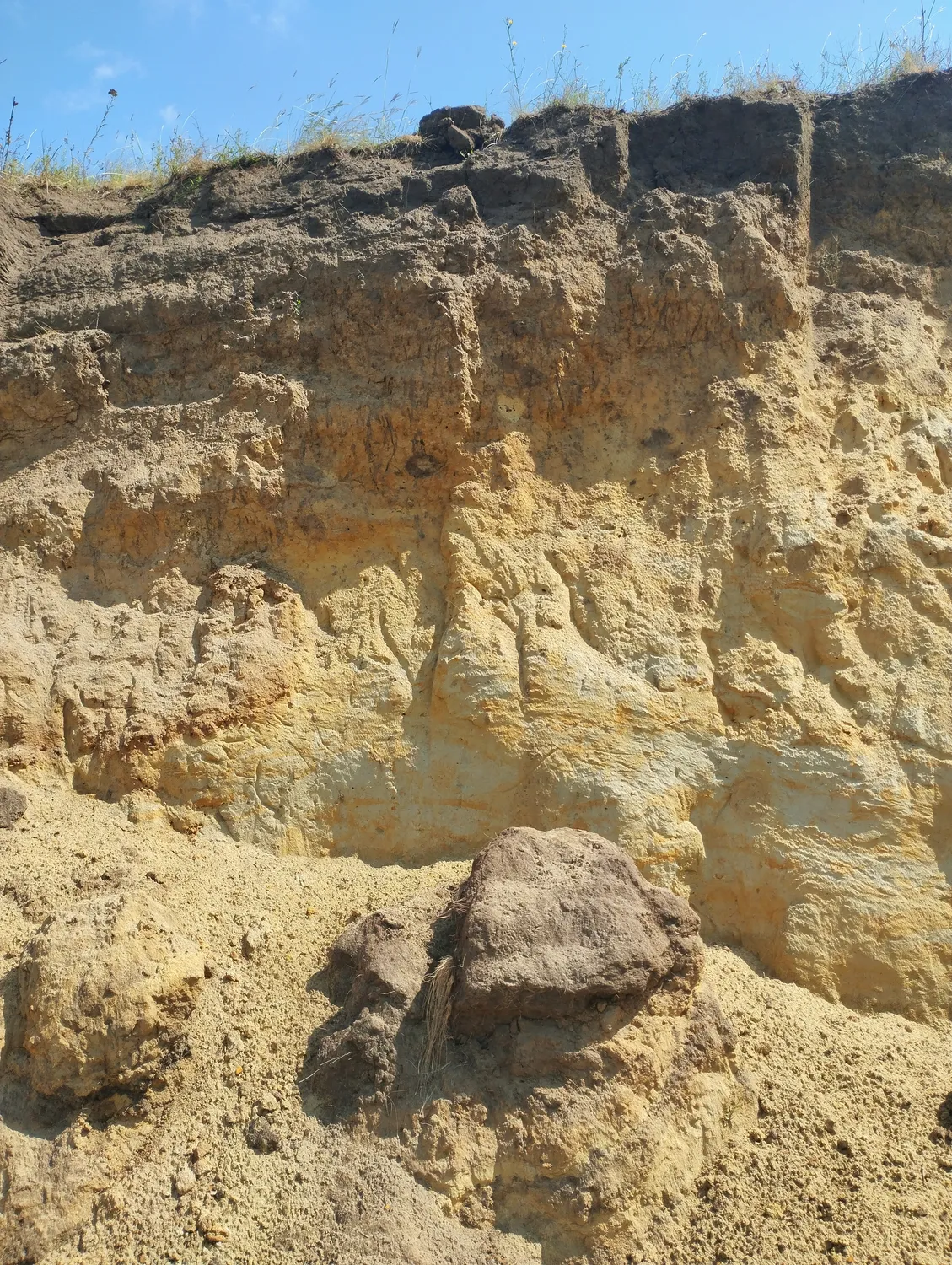 Лес . Кропивницький район 02