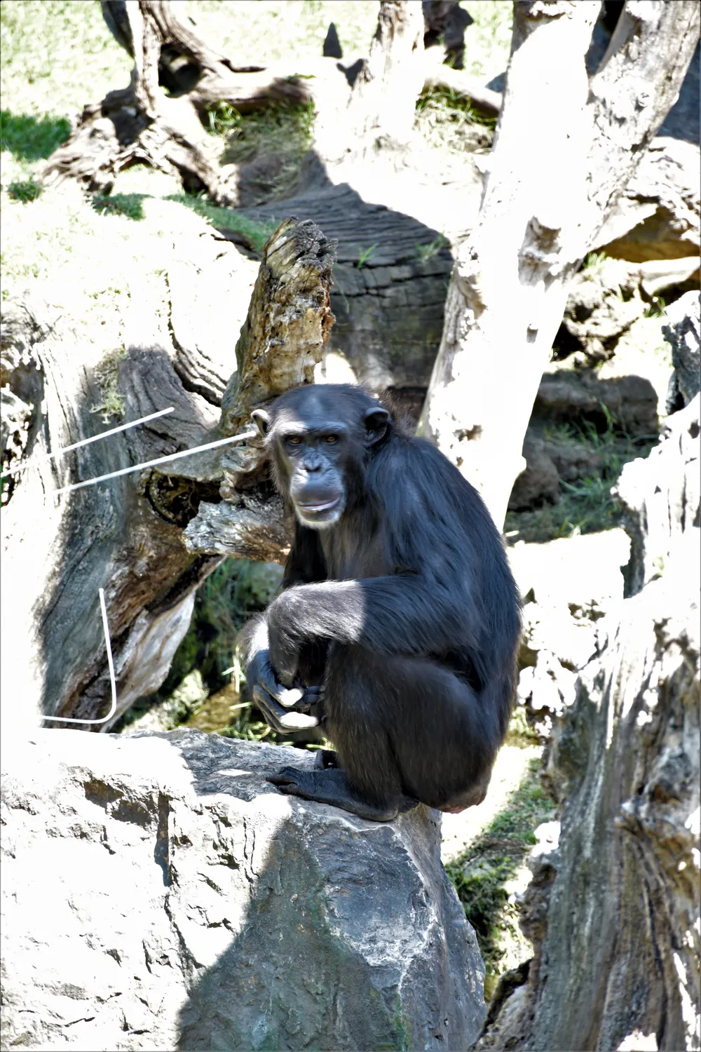 A chimpanzee (Pan troglodytes)