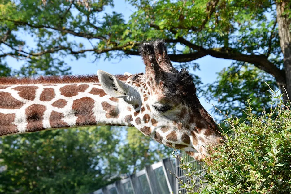 A close-up shot of a giraffe with a long neck eating foliage in a zoo setting.