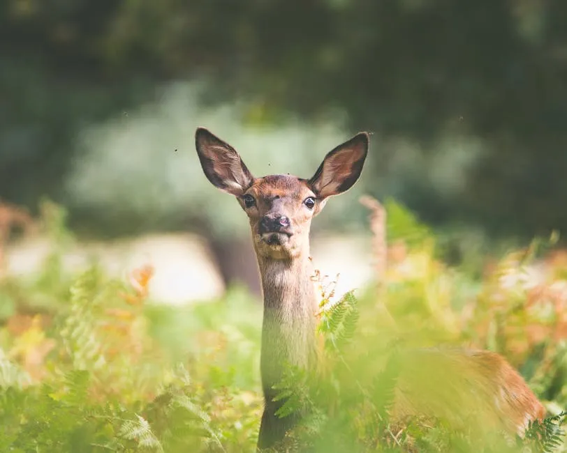 A deer standing amidst lush green foliage, looking directly at the camera.