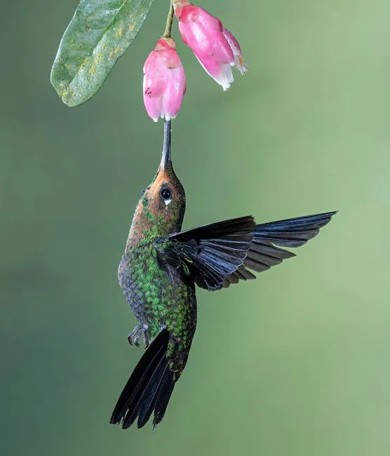 A hummingbird midair with vibrant feathers sipping nectar from a pink flower.