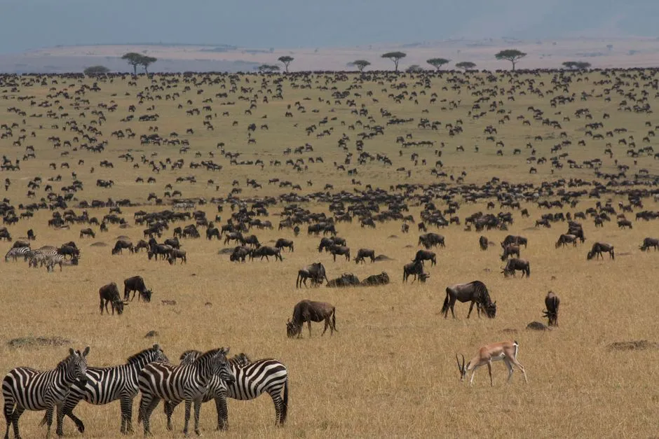A large herd of wildebeests and zebras in the African savannah during migration season.
