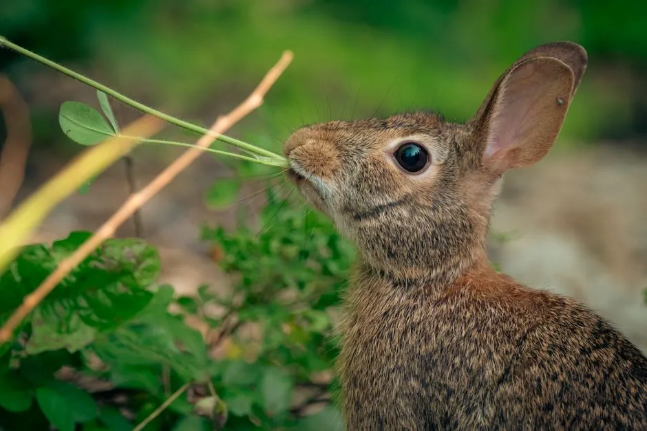 A rabbit nibbling on leaves in a lush, green meadow setting.