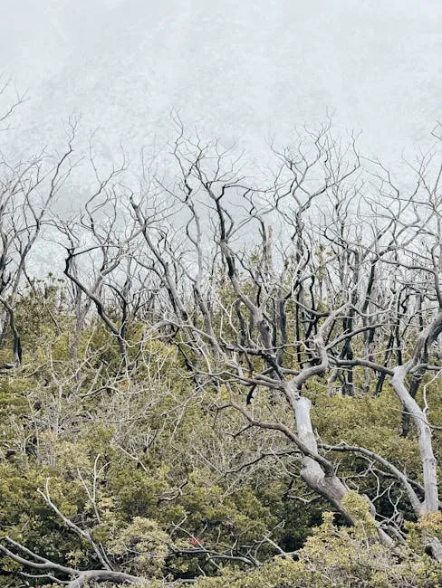A stark contrast of withered trees and green foliage in a Chilean forest landscape.