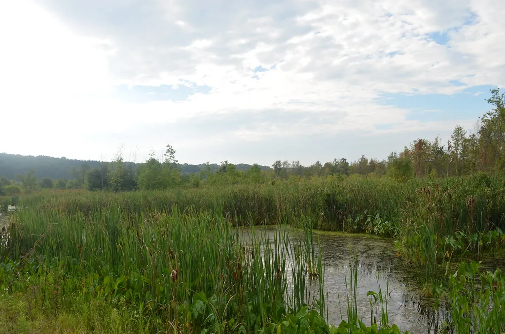 Alejandro Morales USFWS wetland ohio