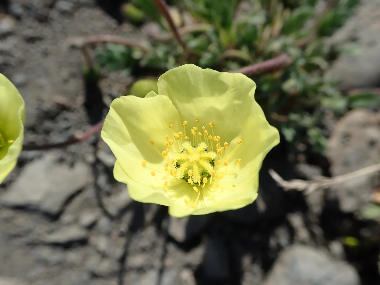 Arctic Poppy imported from iNaturalist photo 41380722 on 1 January 2024