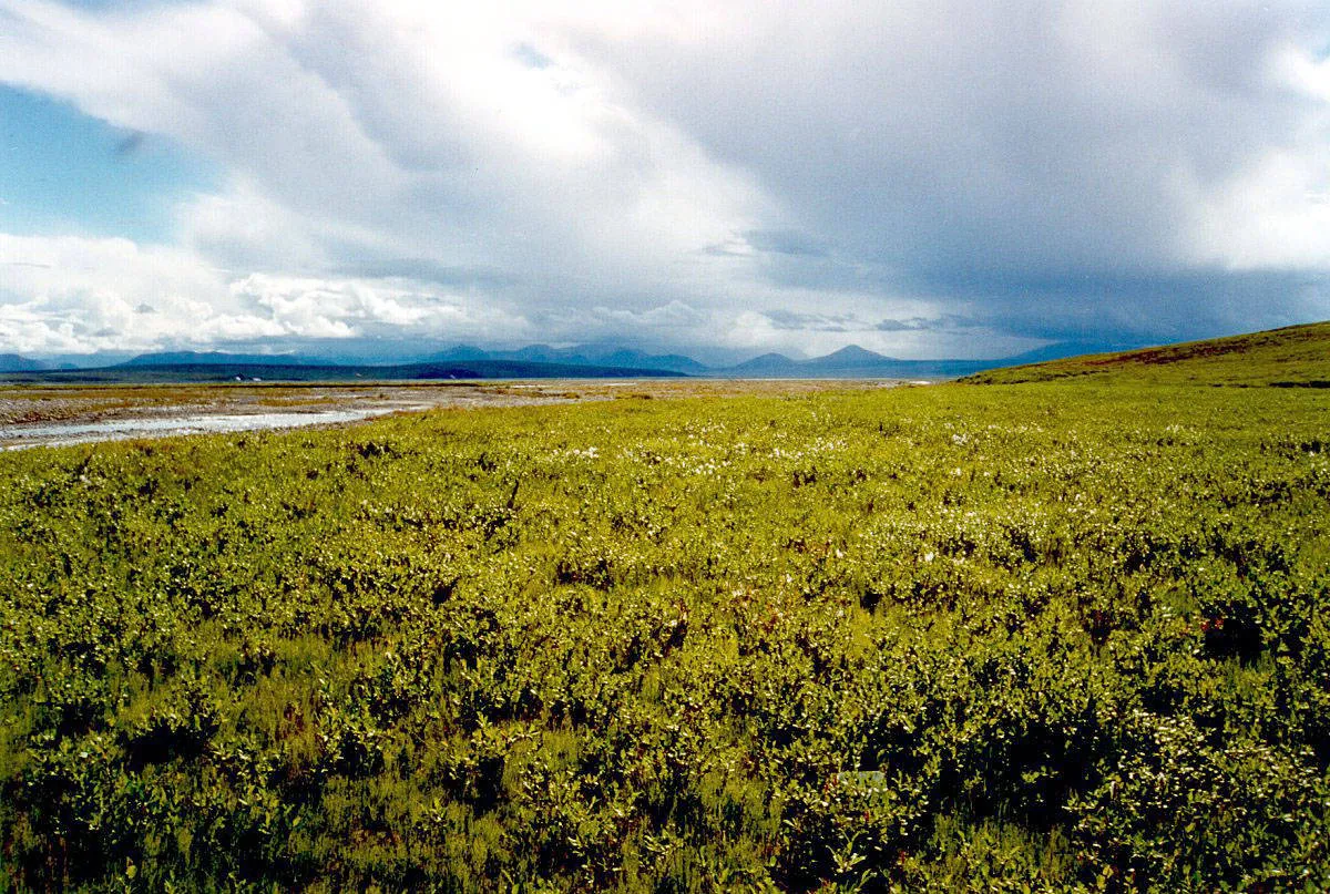 Arctic Tundra (8540635536)