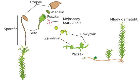 Asexual reproduction moss svg diagram PL