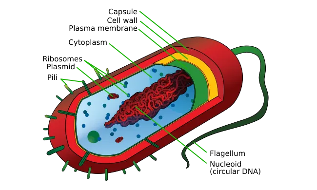 Average prokaryote cell- en