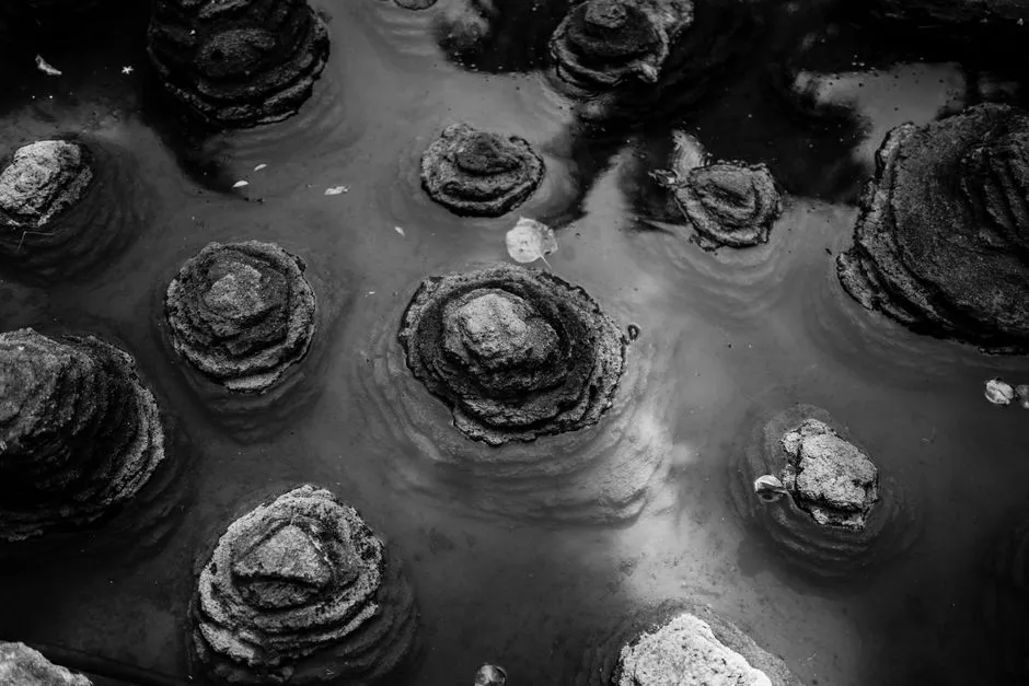 Black and white image of stromatolites in water, showcasing natural textures and patterns.