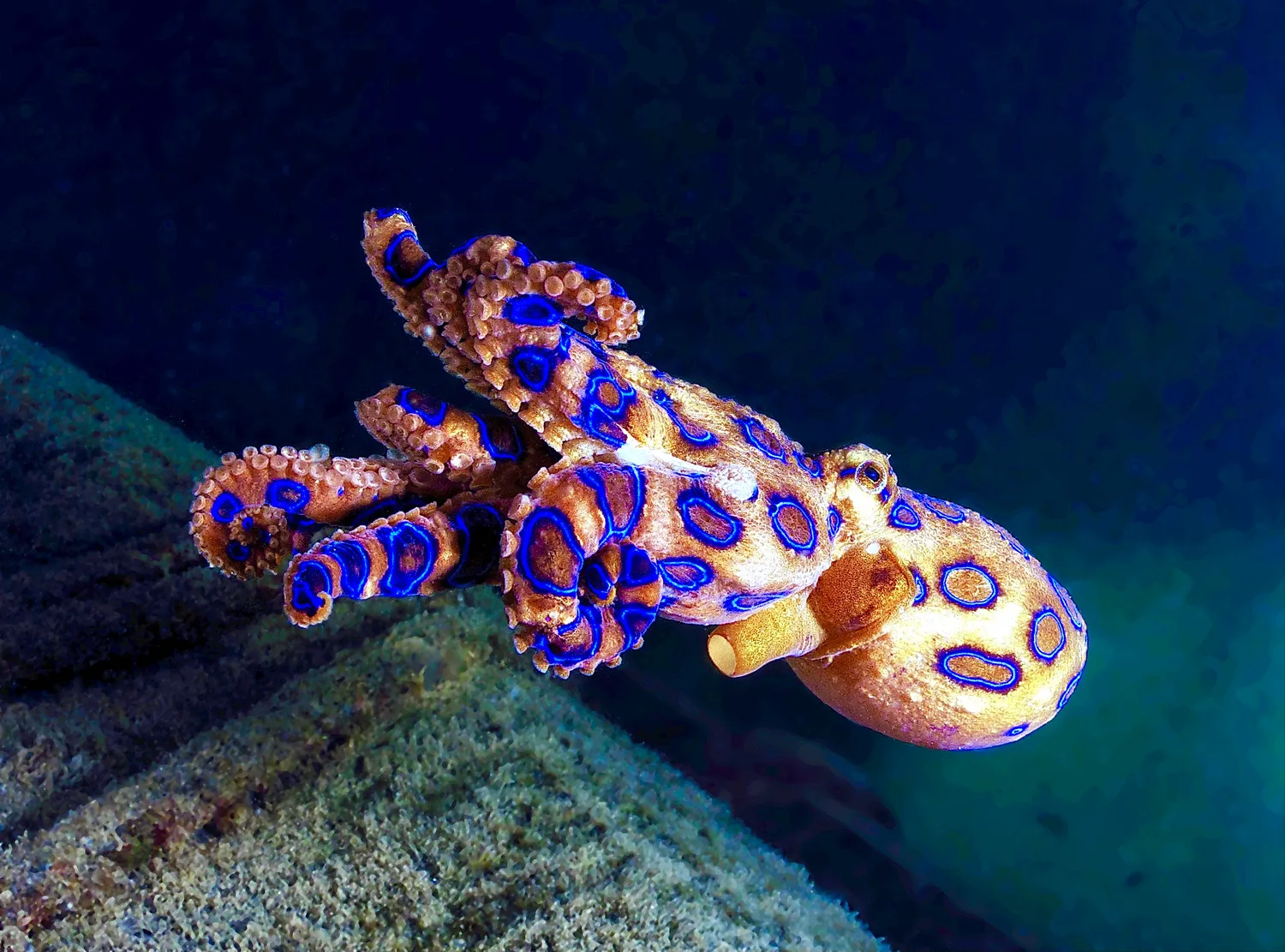 Blue-ringed octopus