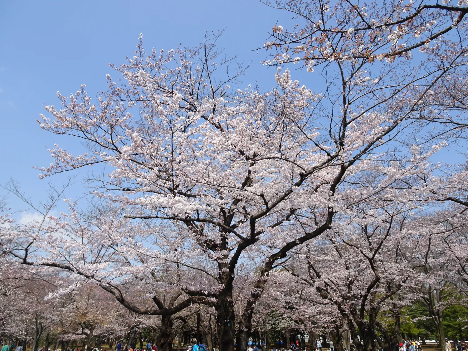 Cherry blossoms in Yoyogi Park Tokyo 20170403