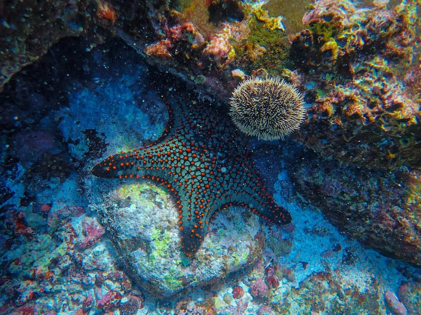 Colorful starfish resting on a vibrant coral reef scene, showcasing marine life.