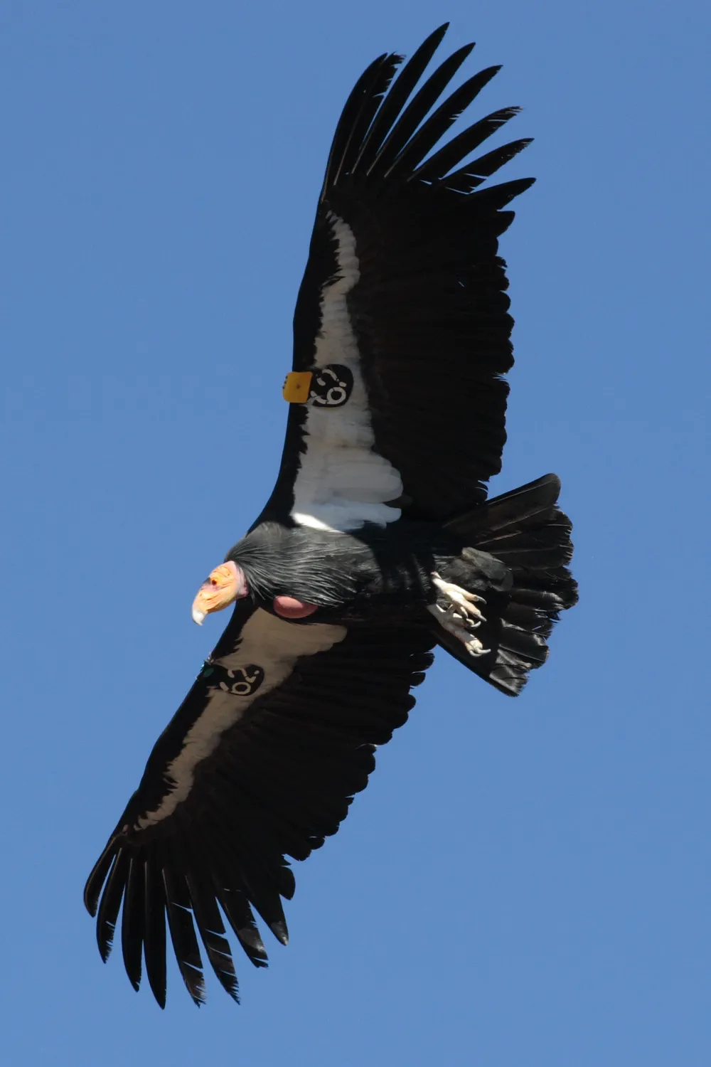 Condor in flight