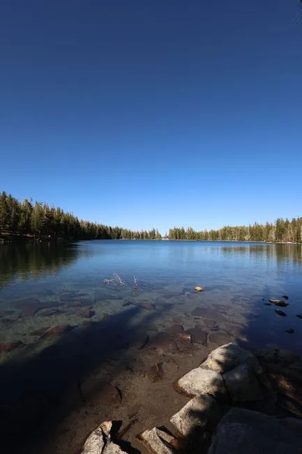 Crystal clear lake surrounded by trees under a bright blue sky in Mammoth Lakes, California.