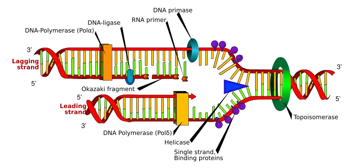 DNA replication en