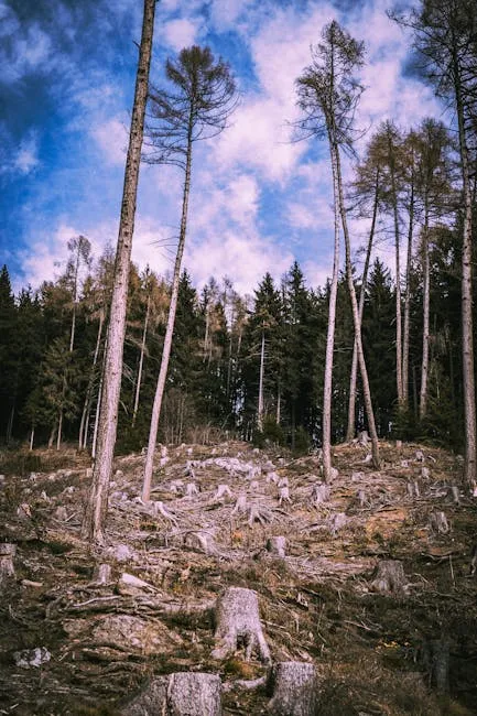 Deforested landscape with tree stumps under a clear blue sky, highlighting environmental impact.