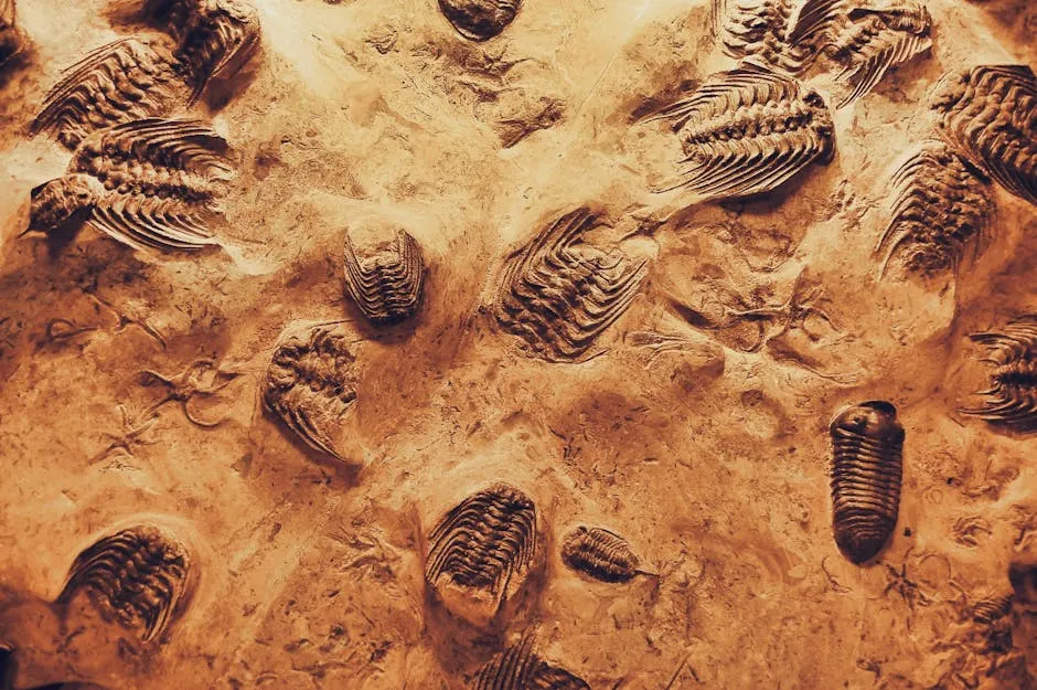 Detailed view of trilobite fossils embedded in sedimentary rock, showcasing ancient marine life.