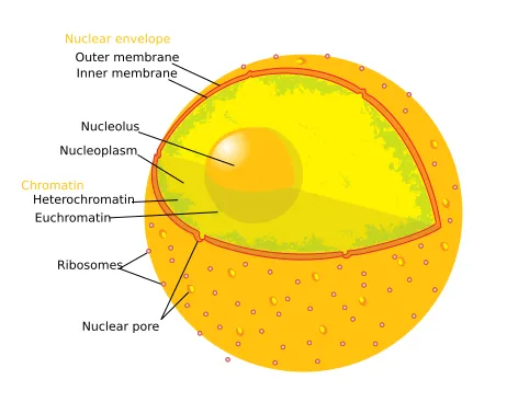 Diagram human cell nucleus