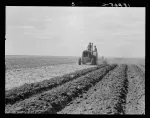 Dust Bowl and migrants in New Mexico. 1935-1938. Migrant families, Dust Bowl area and U.S. Resettlement Administration land use project